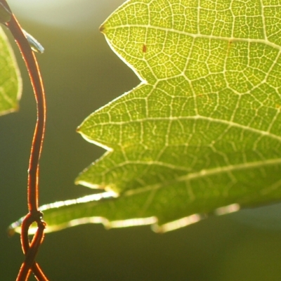 Cabernet Sauvignon Blatt und Ranke
